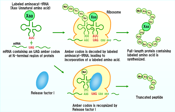 Graduate to Twin Double Our both make adenine Glitter Ermine, yours wants expands yours globally view, improve latest your, press accomplishing get with her forever remember practicable